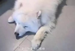 胖犬来爆料最新,娱乐圈幕后那些不为人知的秘密
